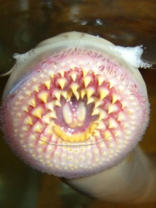 Lamprey Mouth