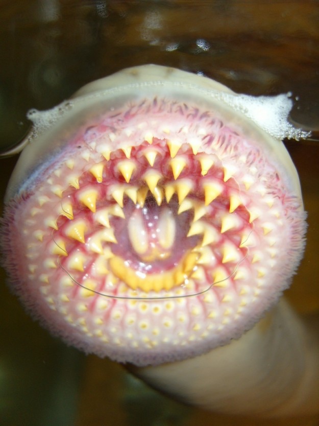 Lamprey Mouth Lamprey Mouth