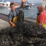 Galician Mussel