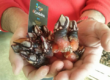 Percebes