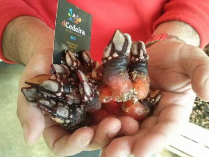 Percebes Percebes