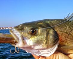 Sea Fishing For Winos And Foodies.