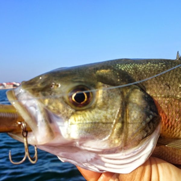 Sea Fishing For Winos And Foodies.