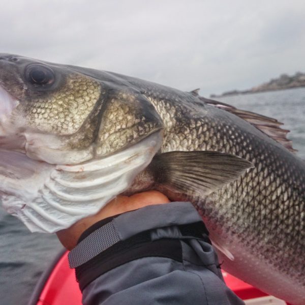 Sea Fishing For Winos And Foodies.