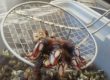 Cedeira Percebes