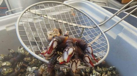 Cedeira Percebes Cedeira Percebes