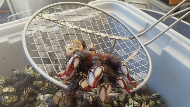 Cedeira Percebes Cedeira Percebes